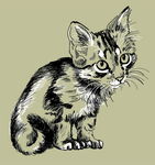 猫