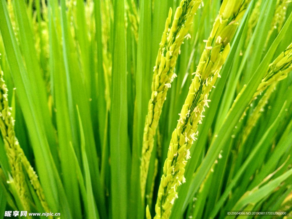 水稻开花