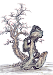 古树