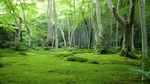 树林绿色风景