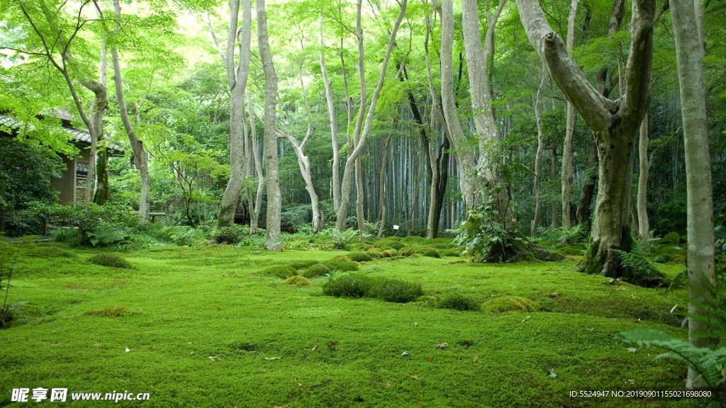 树林绿色风景