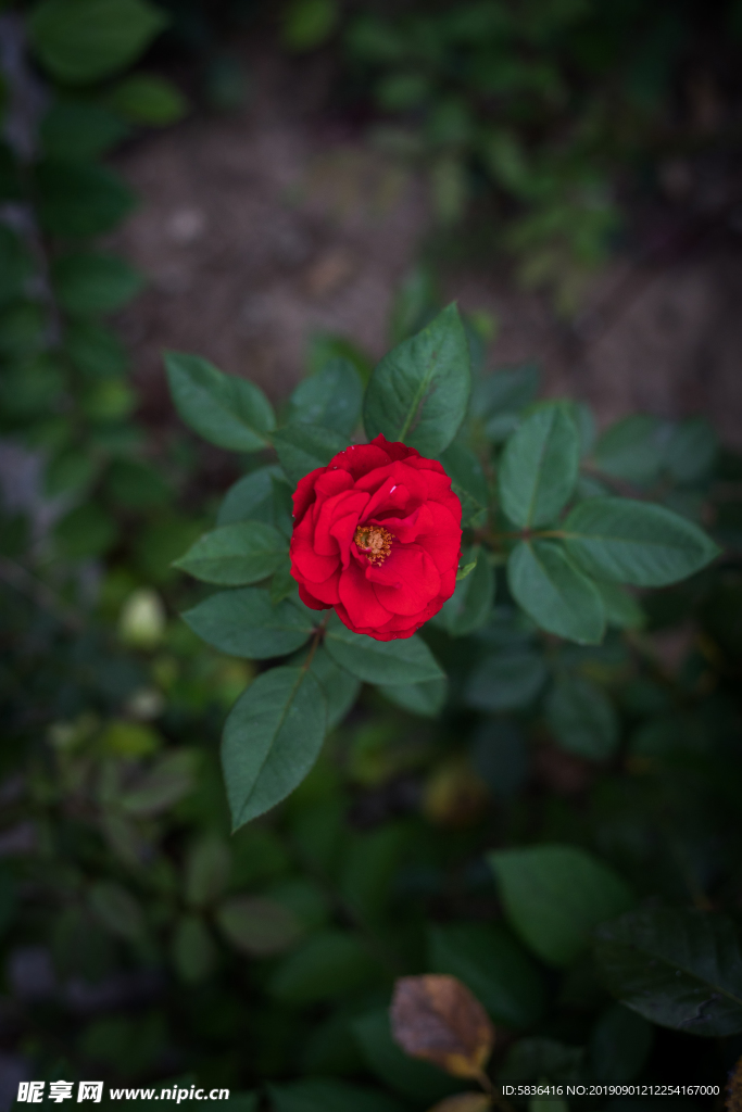 玫瑰花 暗黑玫瑰花 红色玫瑰