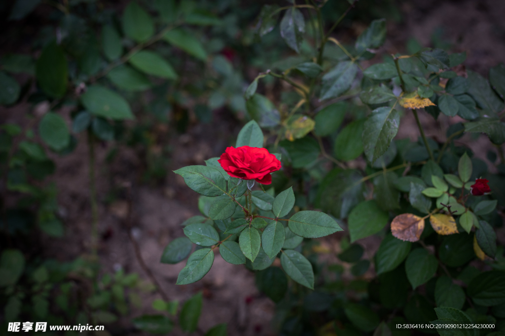 玫瑰花 花  暗黑 红色玫瑰