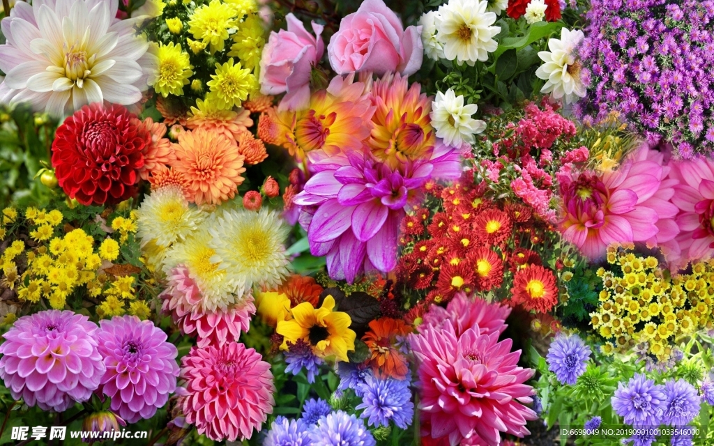 植物花卉