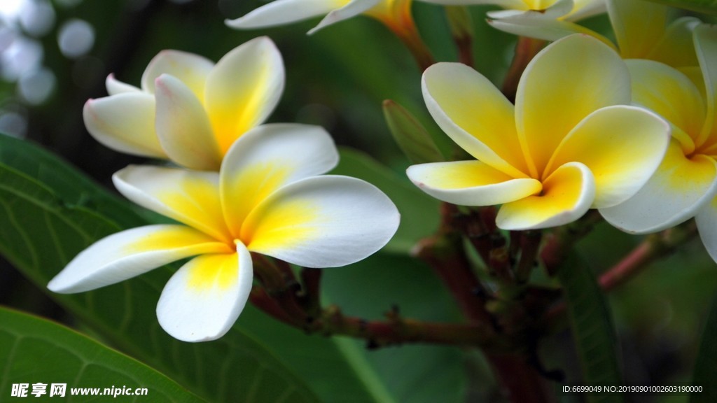 植物花卉