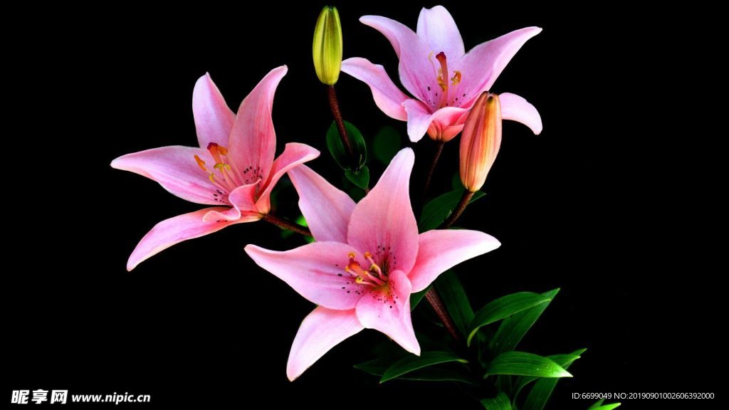 植物花卉