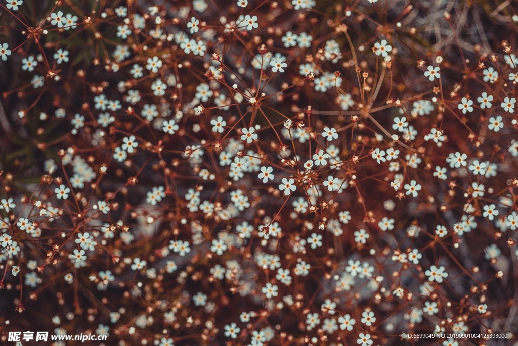 植物花卉