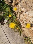 黄花