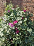牵牛花