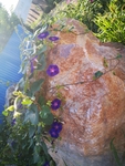 牵牛花