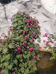 牵牛花
