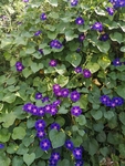 牵牛花