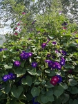牵牛花