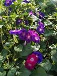 牵牛花