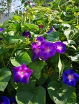 牵牛花