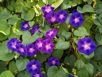 牵牛花
