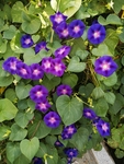 牵牛花
