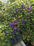 牵牛花