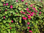 喇叭花