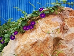 牵牛花
