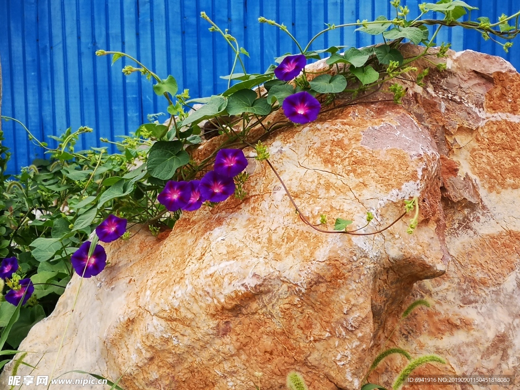 牵牛花
