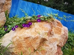 牵牛花