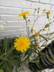 黄花