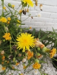 黄花