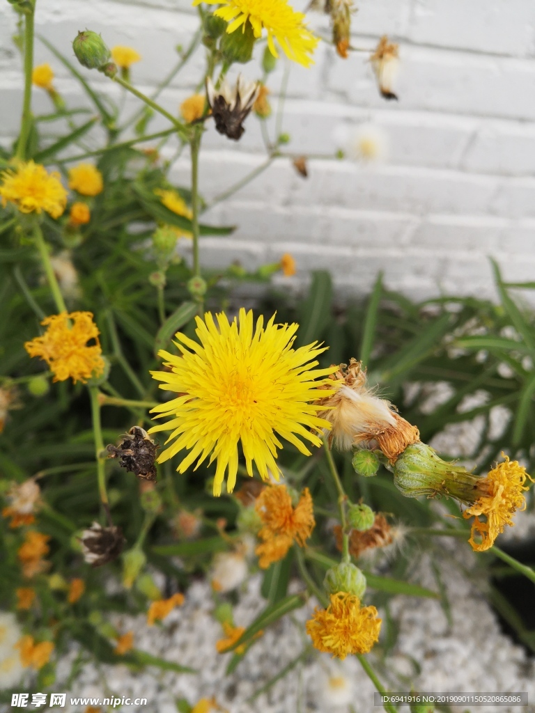 黄花