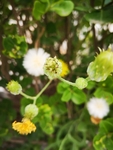 黄花
