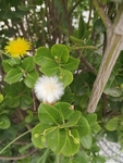 黄花