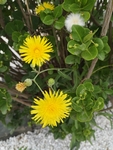 黄花