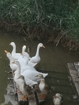 鹅