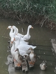 土鸭