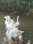 土鸭