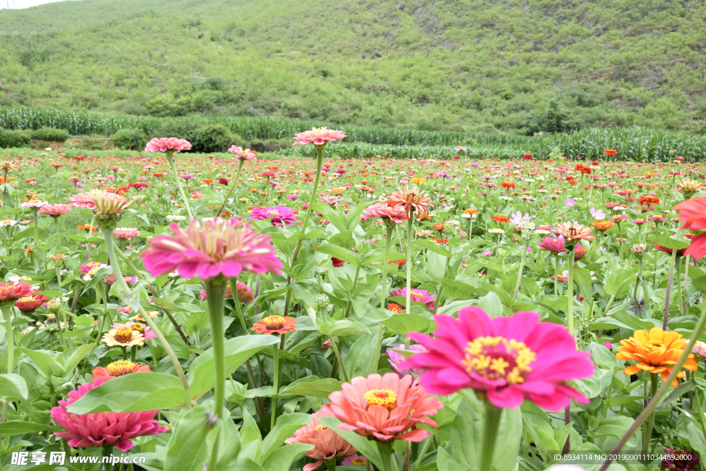 鲜花