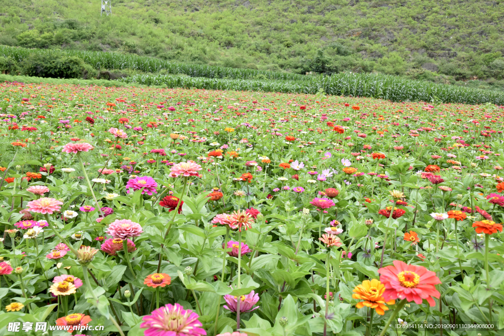 大理鲜花花园