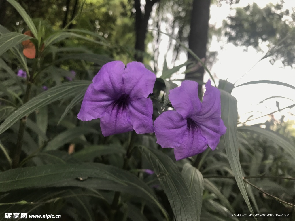 蓝花草