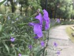 蓝花草