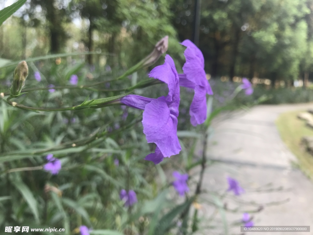 蓝花草
