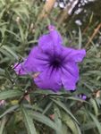 蓝花草