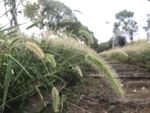 狗尾巴草