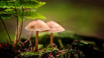 野性生长野生蘑菇摄影