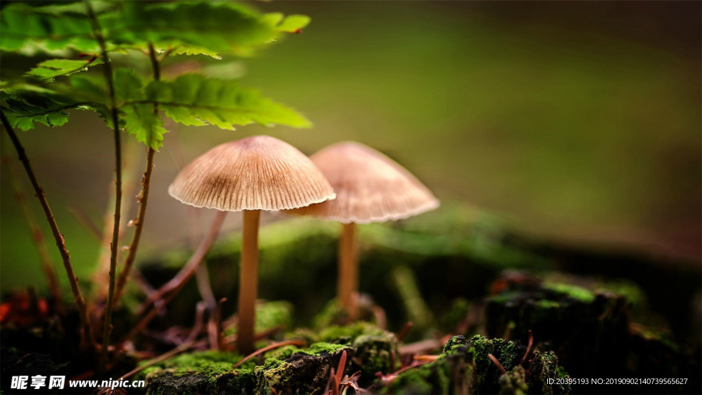 野性生长野生蘑菇摄影