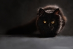 小猫
