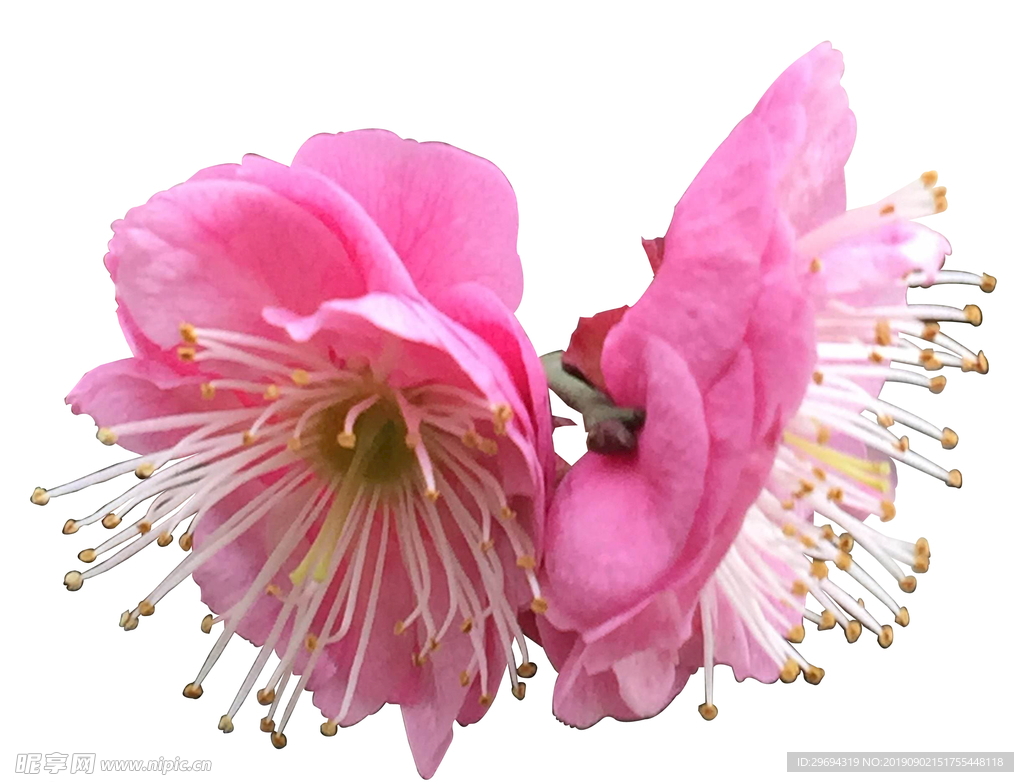 梅花分层