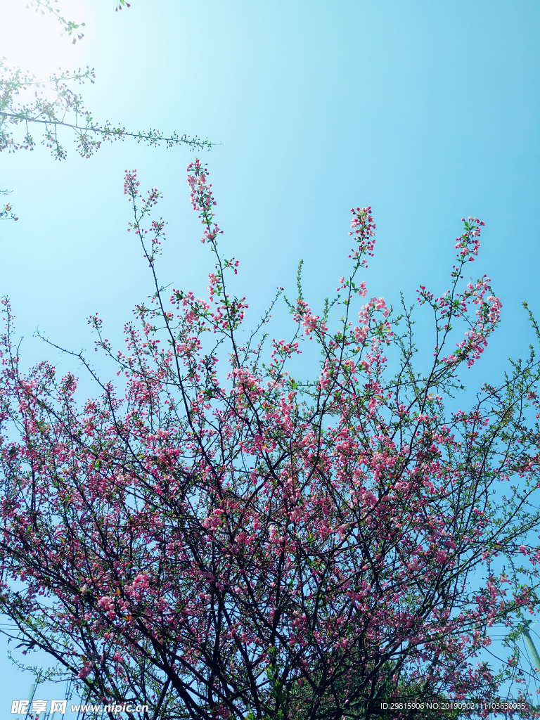 海棠花
