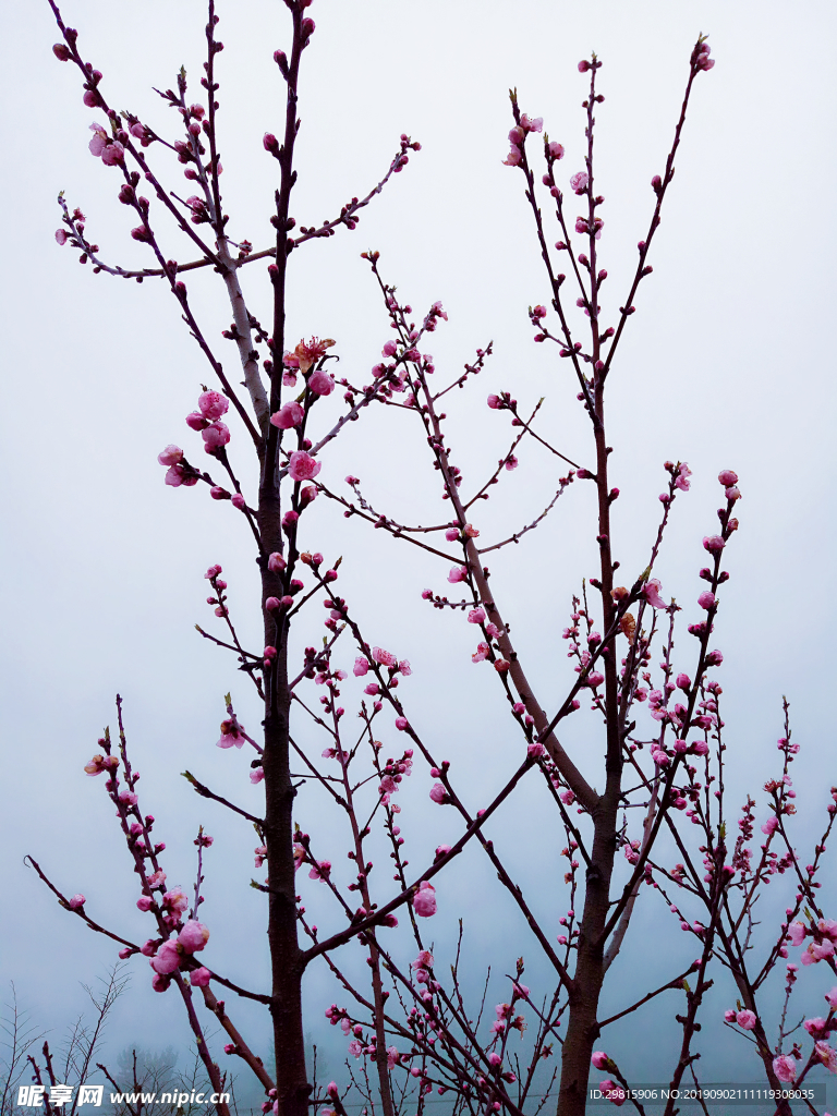 桃花