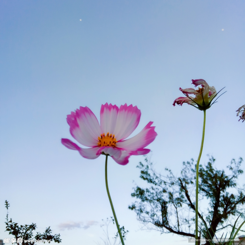 格桑花