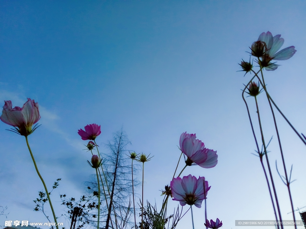 格桑花